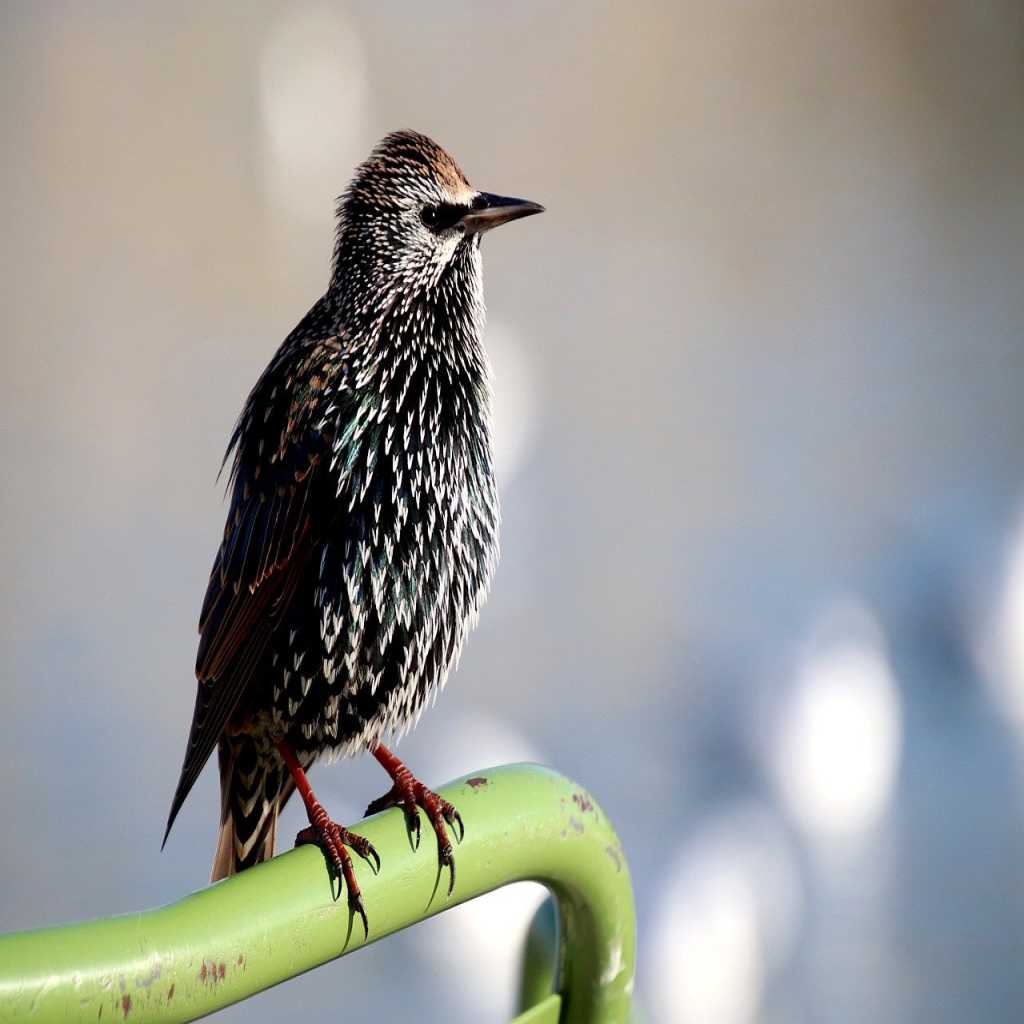 identifier les différentes espèces d'oiseaux français